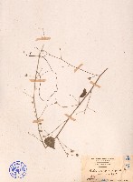 長梗金午時花藏品圖，第1張