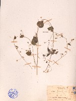 爪哇金午時花藏品圖，第1張