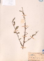 金午時花藏品圖，第1張