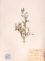 細葉金午時花藏品圖，第1張