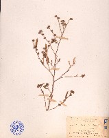 細葉金午時花藏品圖，第1張