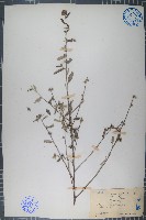 細葉金午時花藏品圖，第1張