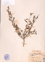 細葉金午時花藏品圖，第1張