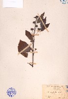 榛葉金午時花藏品圖，第1張