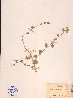 金午時花藏品圖，第1張