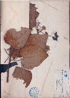 繖楊藏品圖，第1張