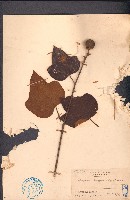 白腳桐棉藏品圖，第1張