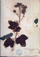 白腳桐棉藏品圖，第1張