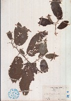 雁婆麻藏品圖，第1張