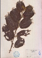 扭蒴山芝麻藏品圖，第1張