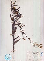 山芝麻藏品圖，第1張