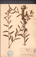 山芝麻藏品圖，第1張