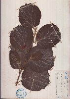 扭蒴山芝麻藏品圖，第1張