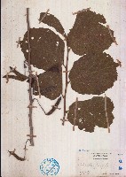 扭蒴山芝麻藏品圖，第1張