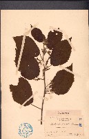 雁婆麻藏品圖，第1張