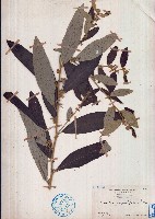 山芝麻藏品圖，第1張