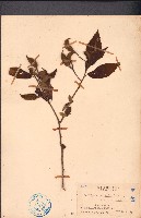 雁婆麻藏品圖，第1張