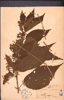 雁婆麻藏品圖，第1張