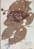 山麻樹藏品圖，第1張