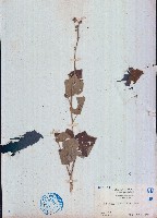野棉花藏品圖，第1張
