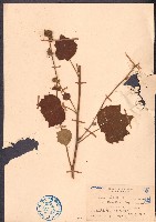 野棉花藏品圖，第1張