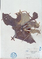 異葉翅子木藏品圖，第1張