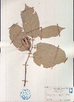 異葉翅子木藏品圖，第1張