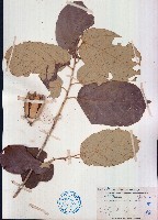 異葉翅子木藏品圖，第1張