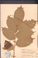 異葉翅子木藏品圖，第1張