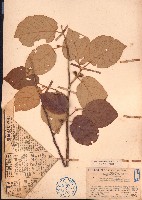 異葉翅子木藏品圖，第1張