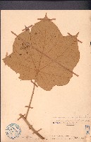 槭葉翅子木藏品圖，第1張