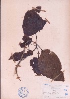 翅蘋婆藏品圖，第1張