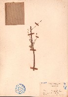 假蘋婆藏品圖，第1張