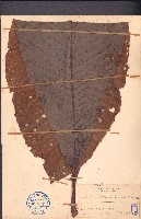 大花第倫桃藏品圖，第1張