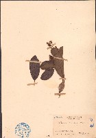 毛果錫葉藤藏品圖，第1張