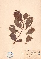 毛果錫葉藤藏品圖，第1張
