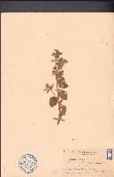 草梧桐藏品圖，第1張