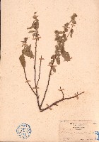 草梧桐藏品圖，第1張