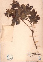 貴州連蕊茶藏品圖，第1張