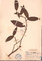 抱莖短蕊茶藏品圖，第1張