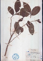 茶藏品圖，第1張