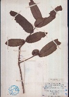 抱莖短蕊茶藏品圖，第1張