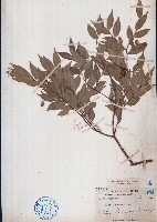 尾葉山茶藏品圖，第1張