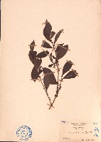 光葉柃木藏品圖，第1張