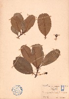 瓊崖海棠藏品圖，第1張