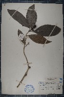 本勒木藏品圖，第1張