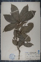 本勒木藏品圖，第1張