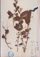 苘麻葉捕魚木藏品圖，第1張
