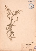 過山龍藏品圖，第1張