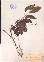 夜花藤藏品圖，第1張